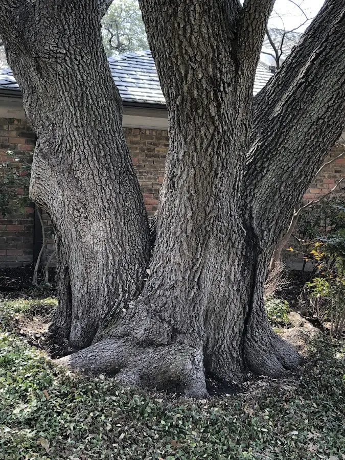 Mature heritage tree close to a Ringwood property cared for by certified arborists